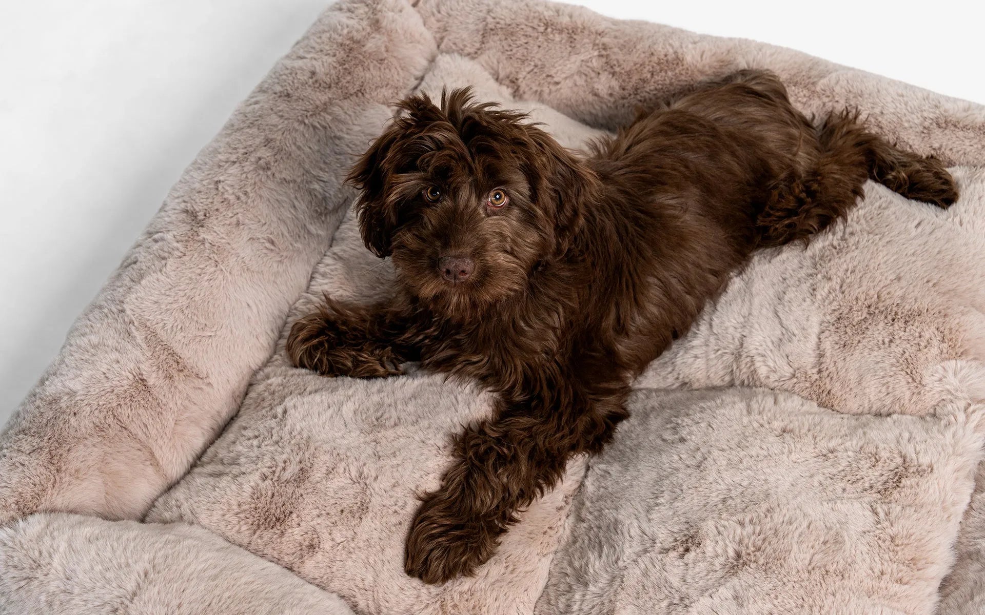 Beddo Dog Bed