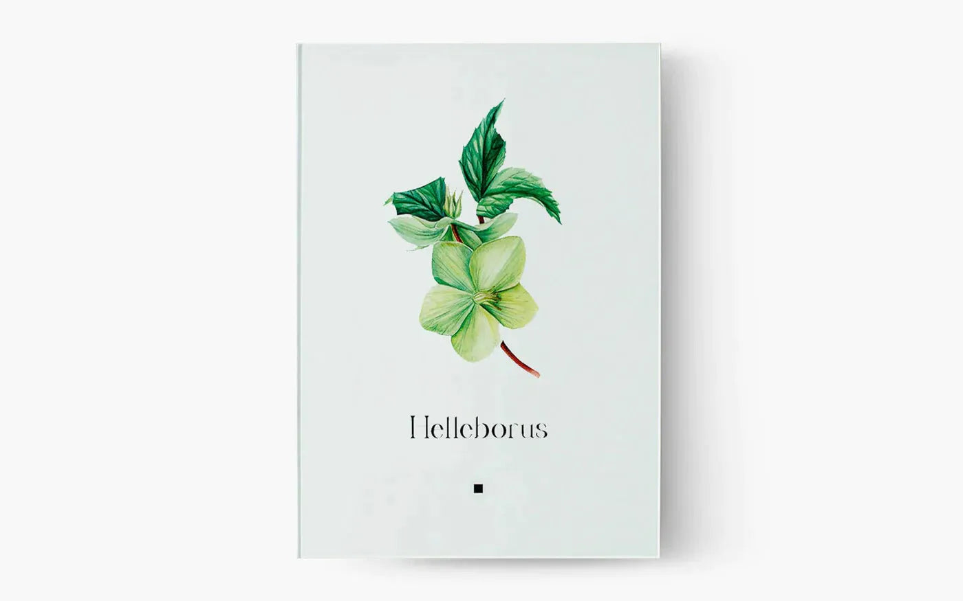 Christmas Rose (Helleborus) - lagu - Painting