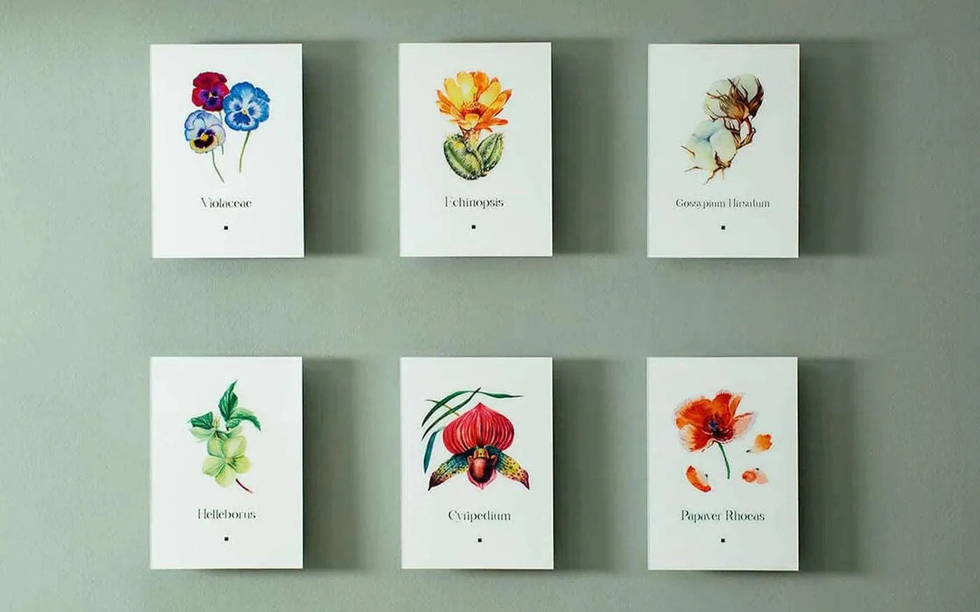 Christmas Rose (Helleborus) - lagu - Painting