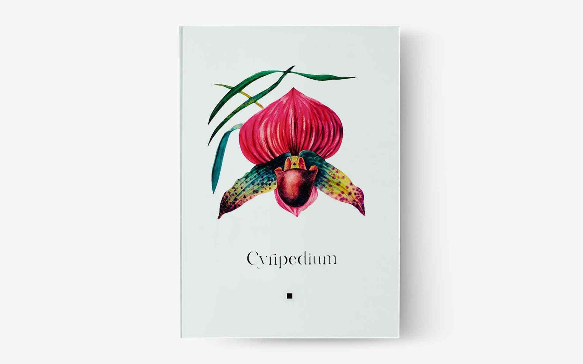 Artbook Wild Orchid (Cyripedium)